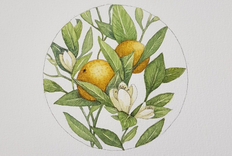 Delicate Orange and Blossoms