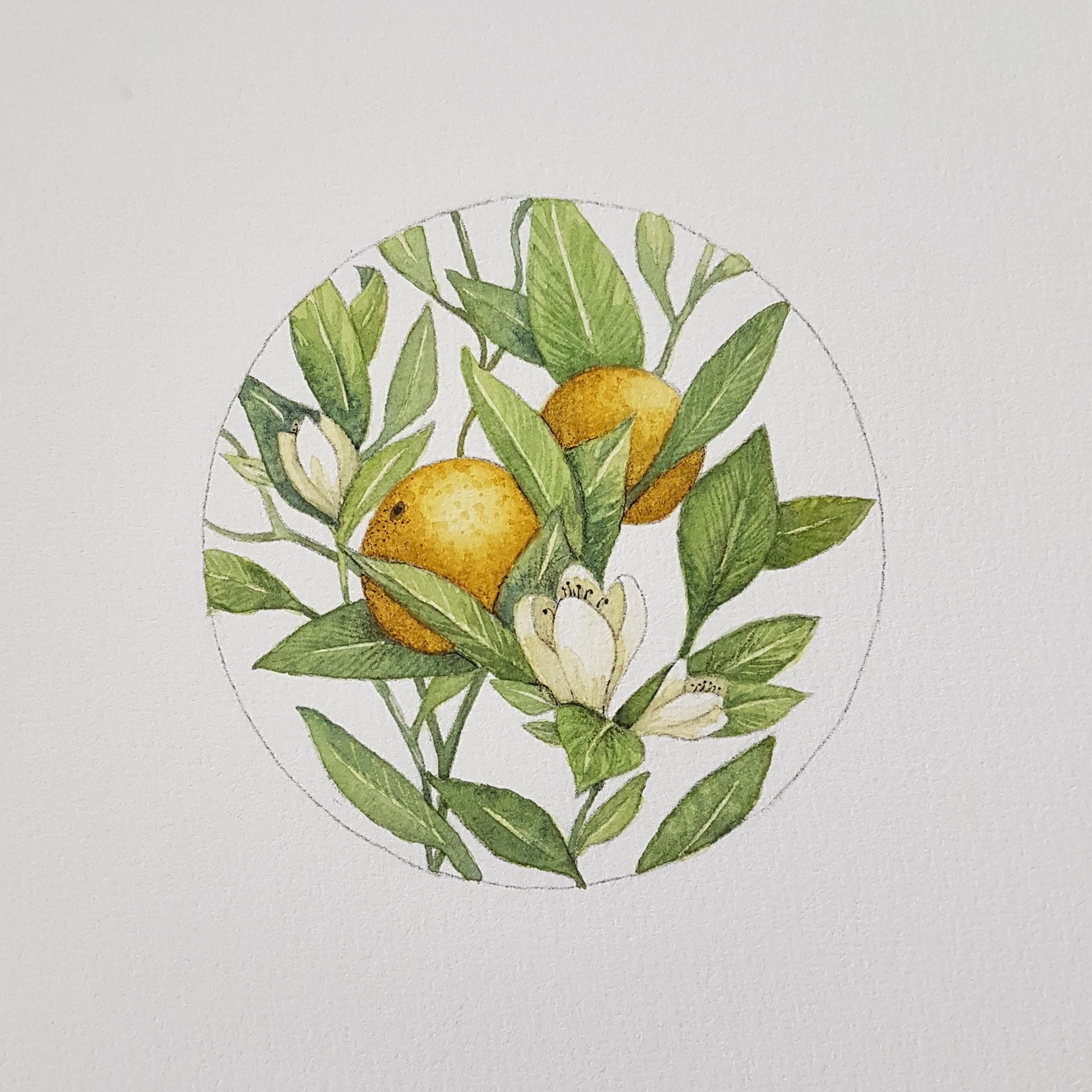 Delicate Orange and Blossoms - student project