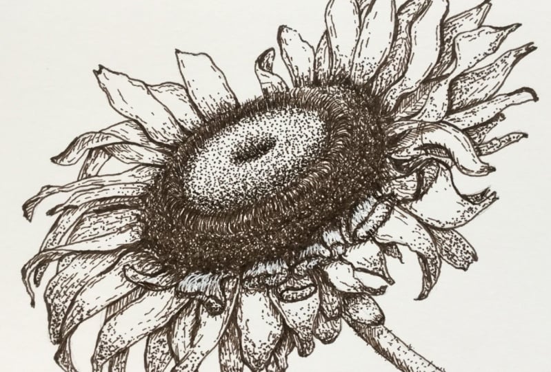 My sunflower
