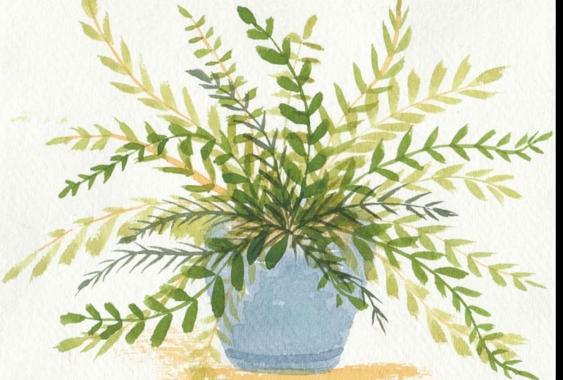 Fern