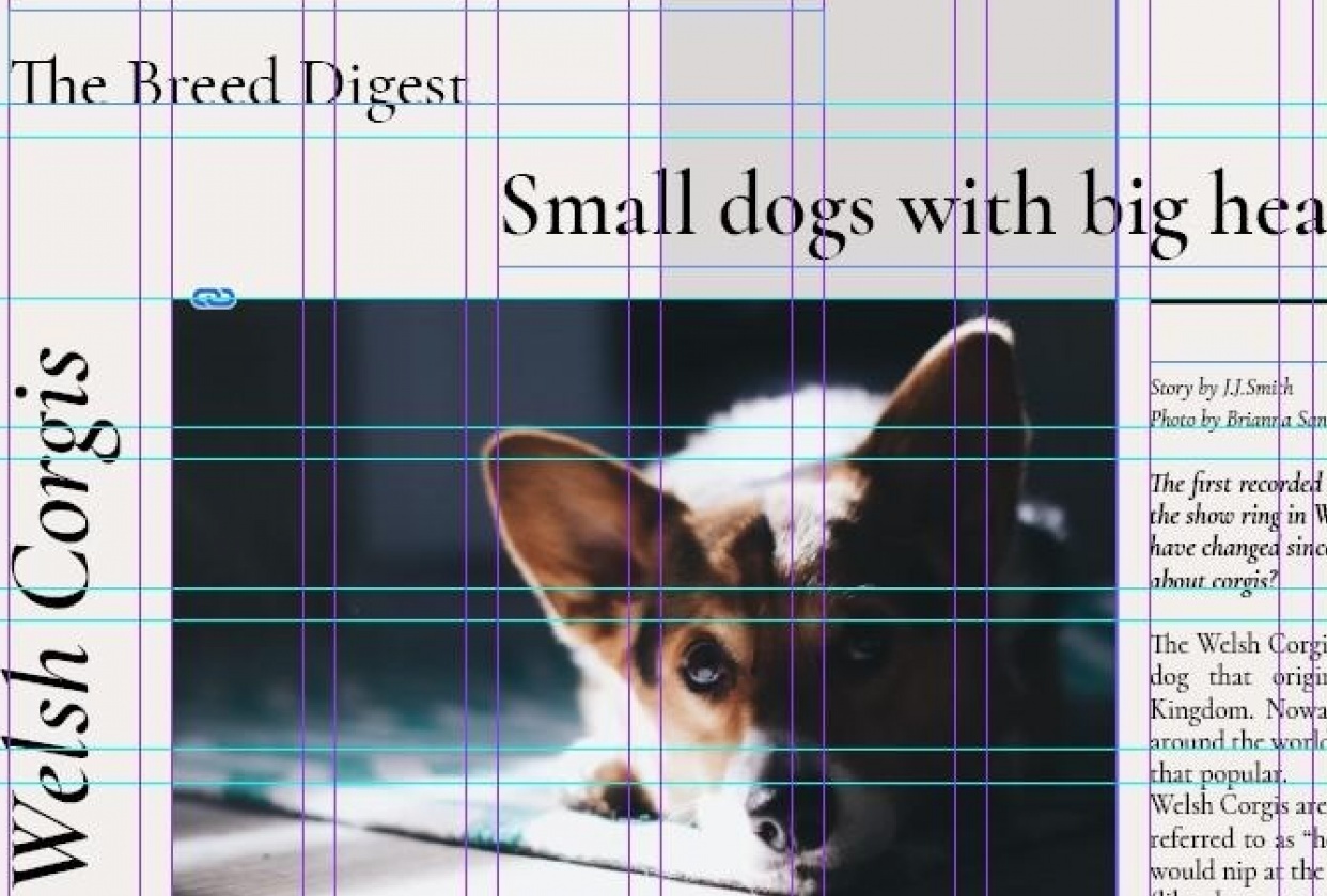 Pawsome Stories - student project