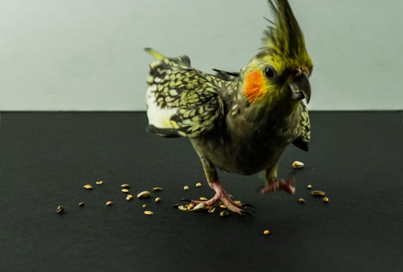 My feathery pets