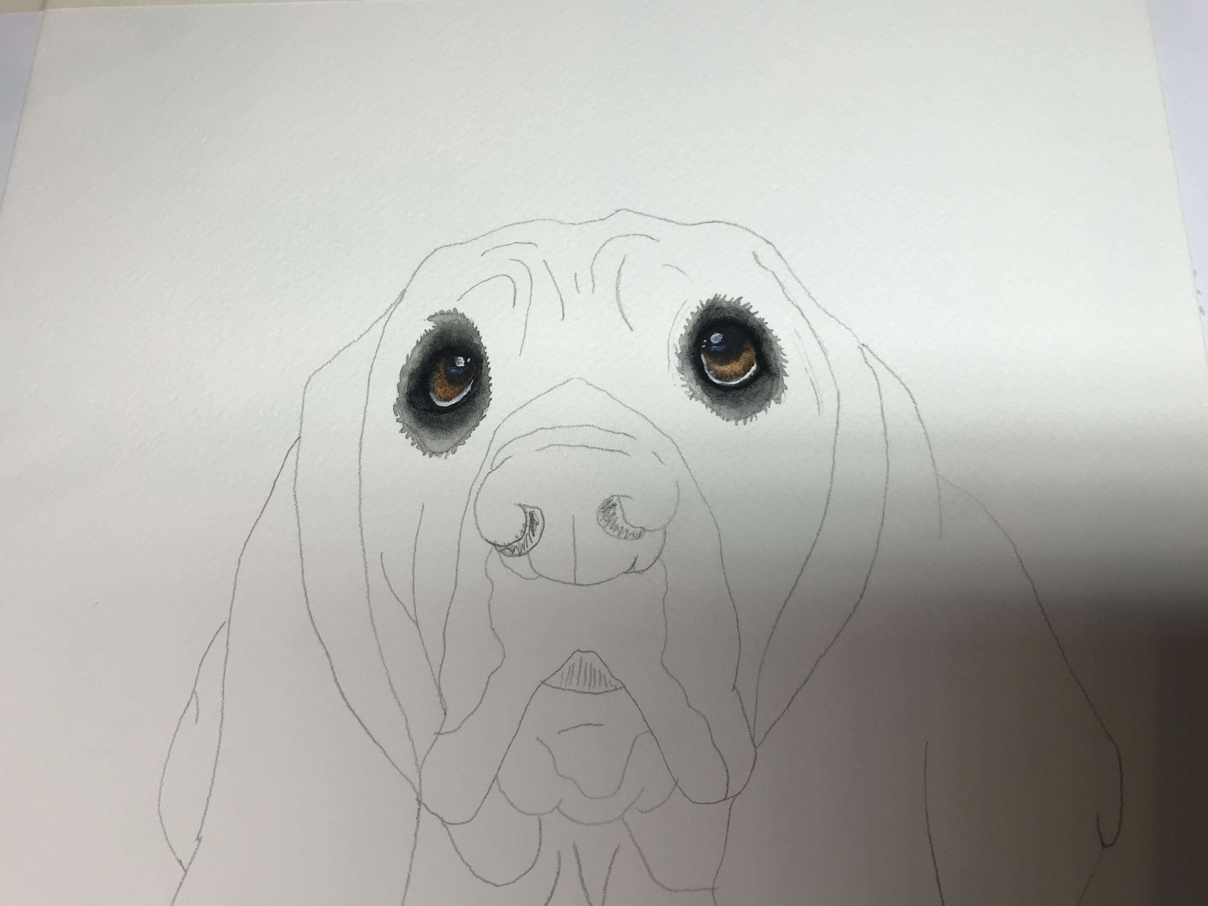 Dog eyes - student project