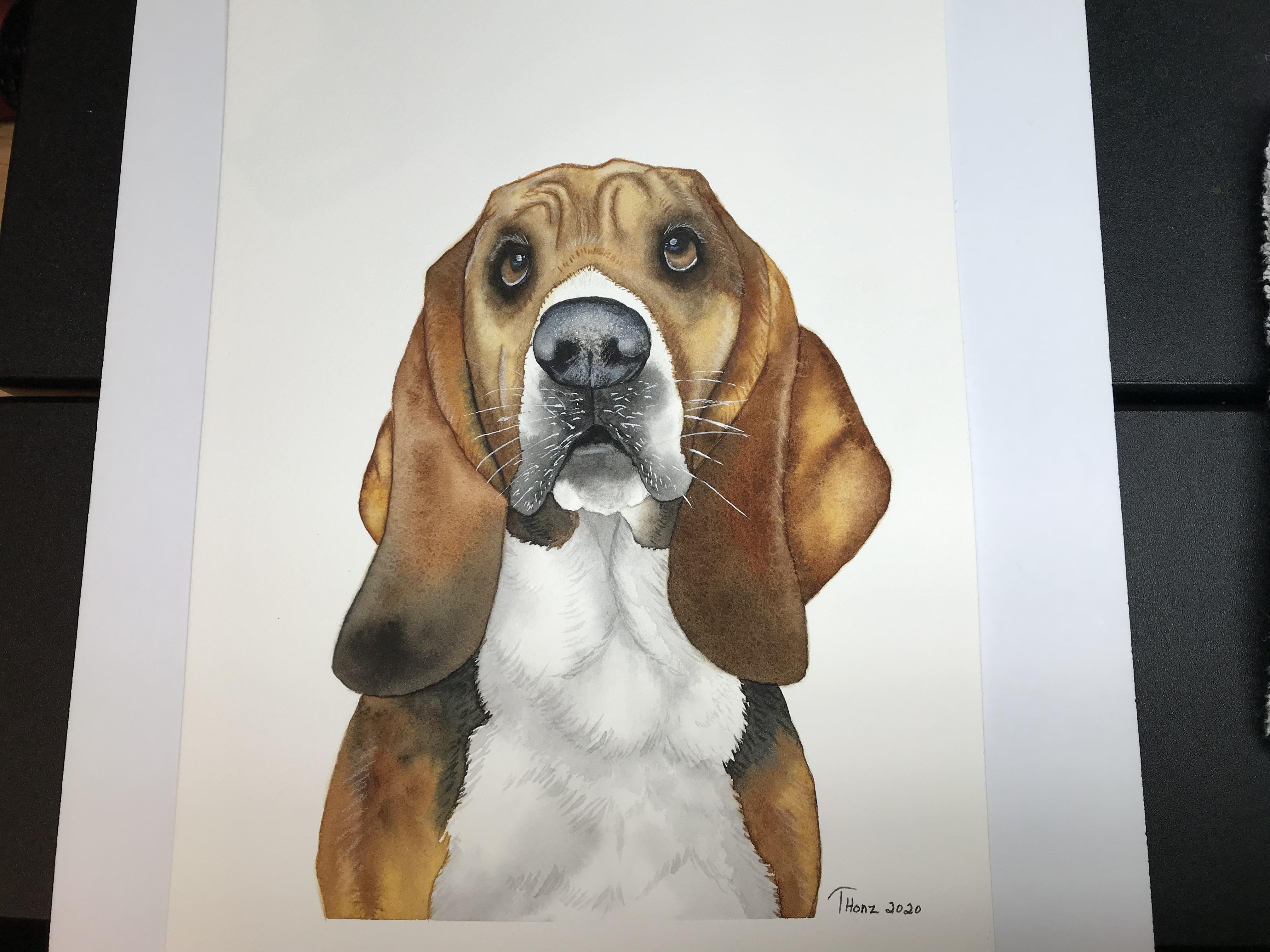 Basset Hound - student project