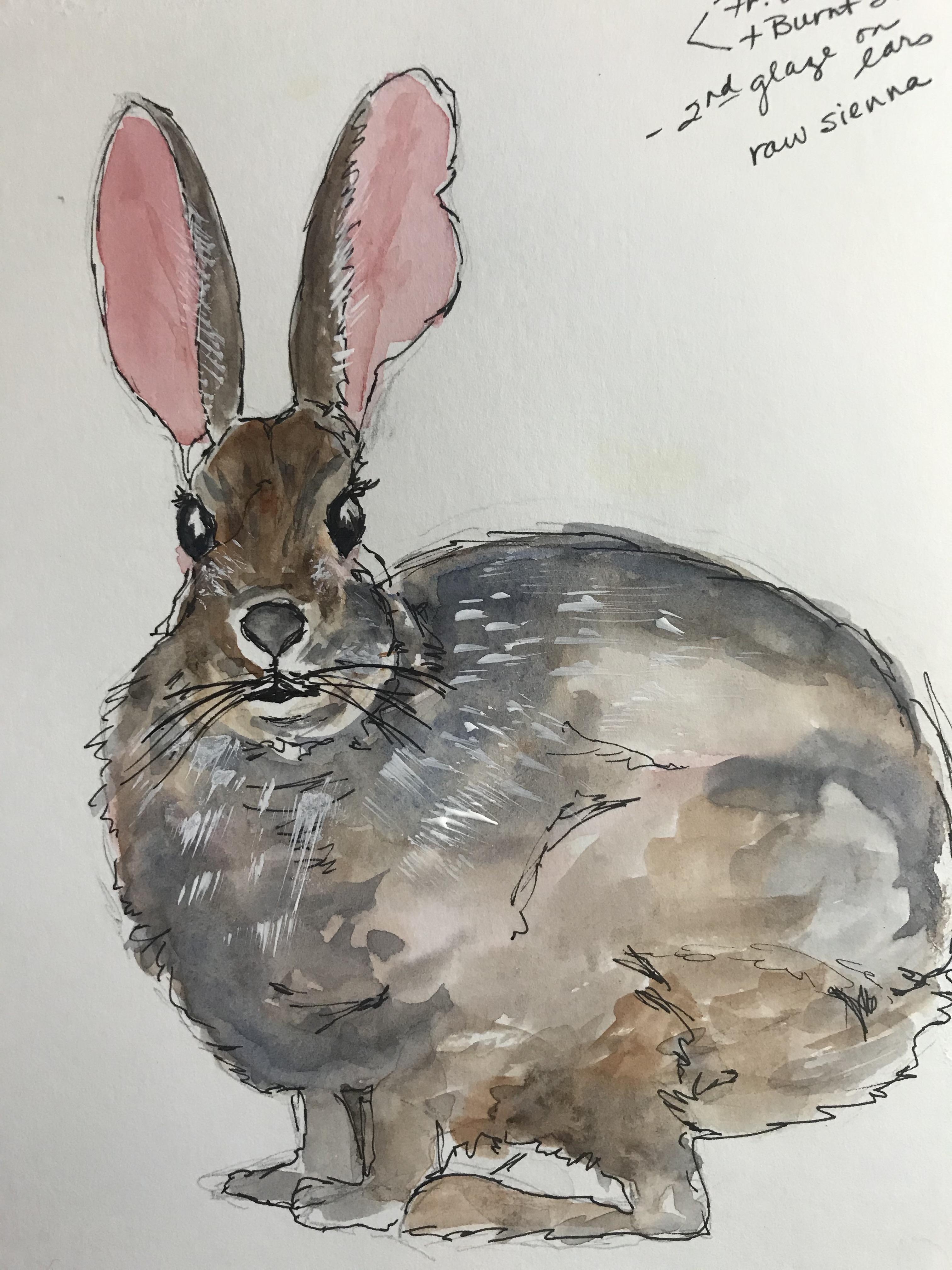 chicks and rabbits - student project