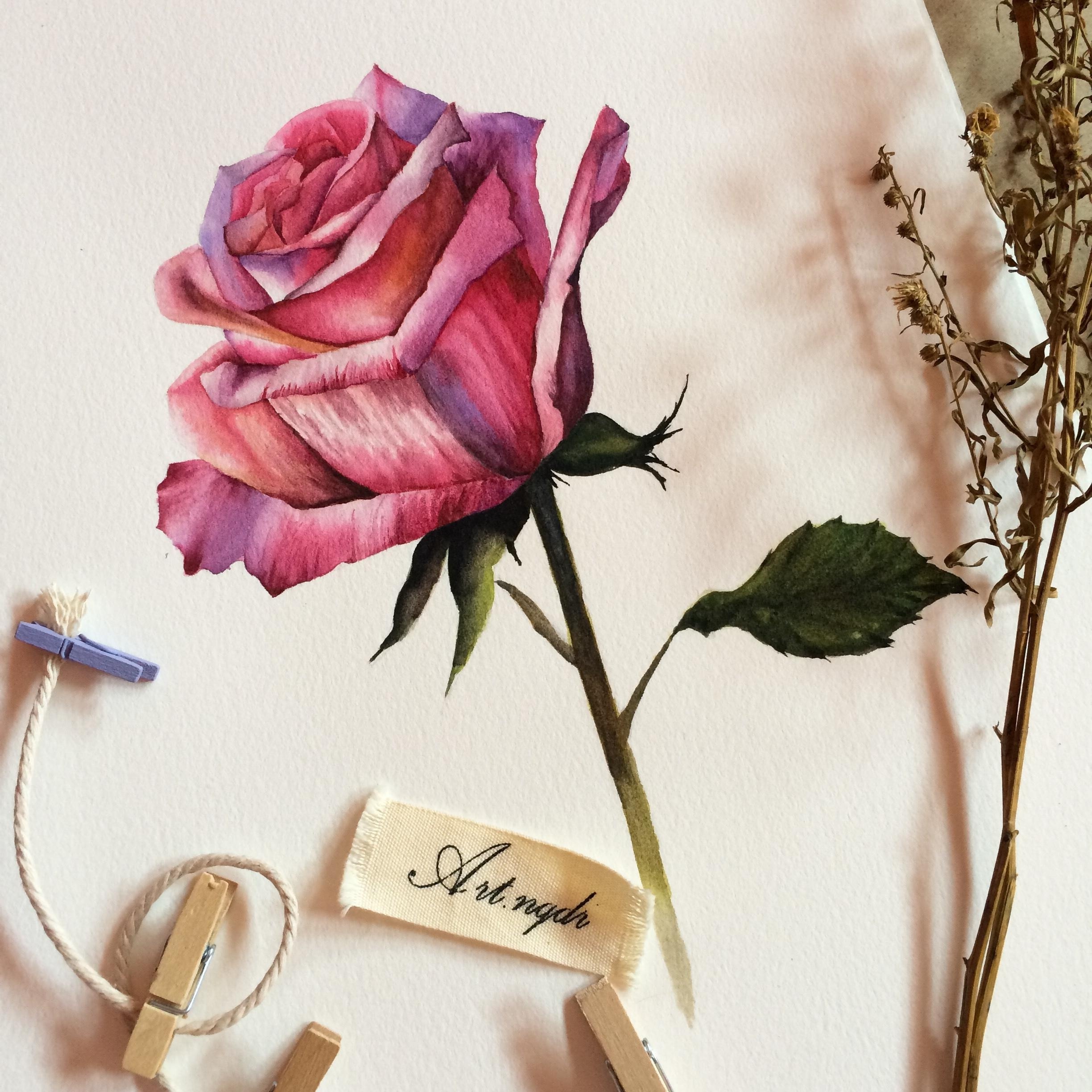 Watercolor rose - student project