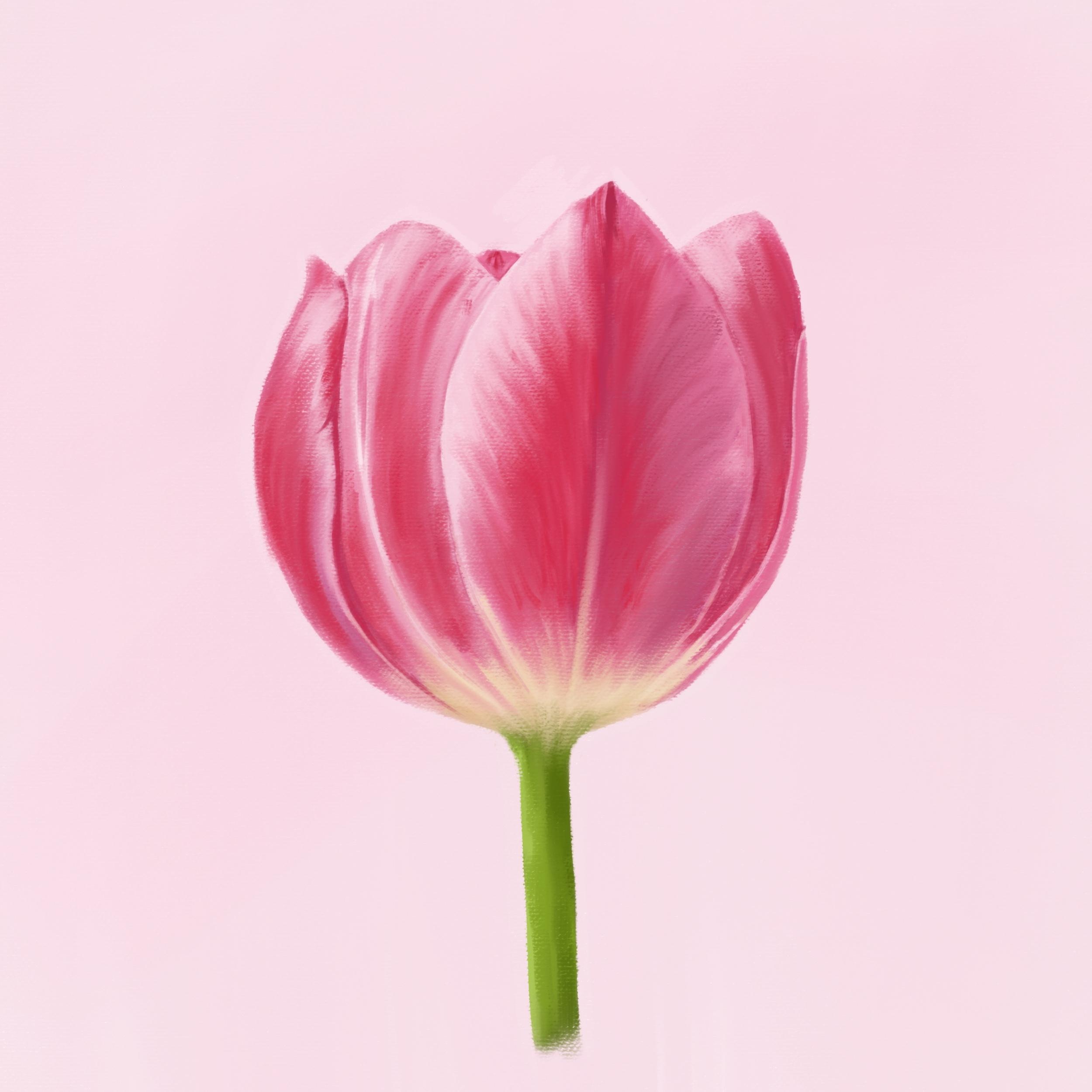 red tulip - student project