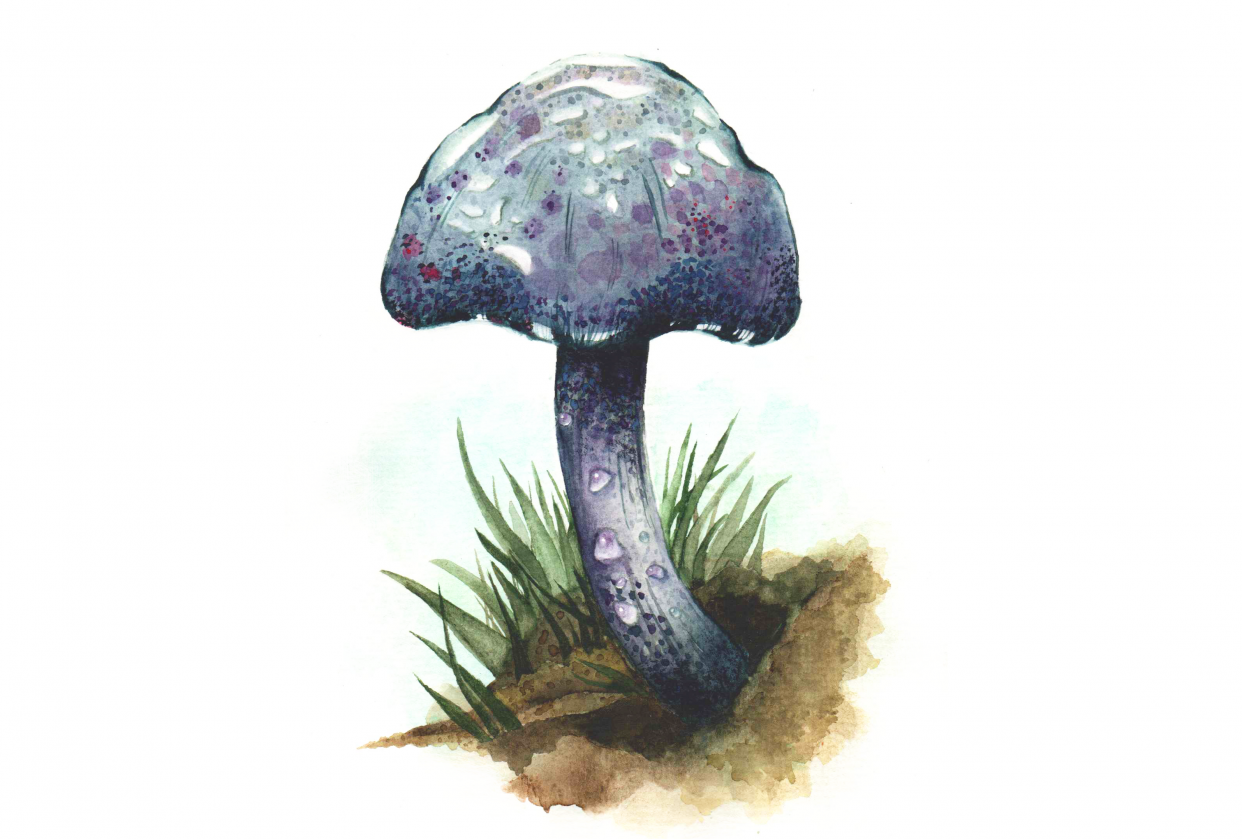 My speckled mushroom:) - student project