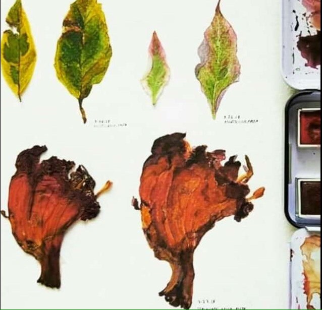 My Plant Journal - student project