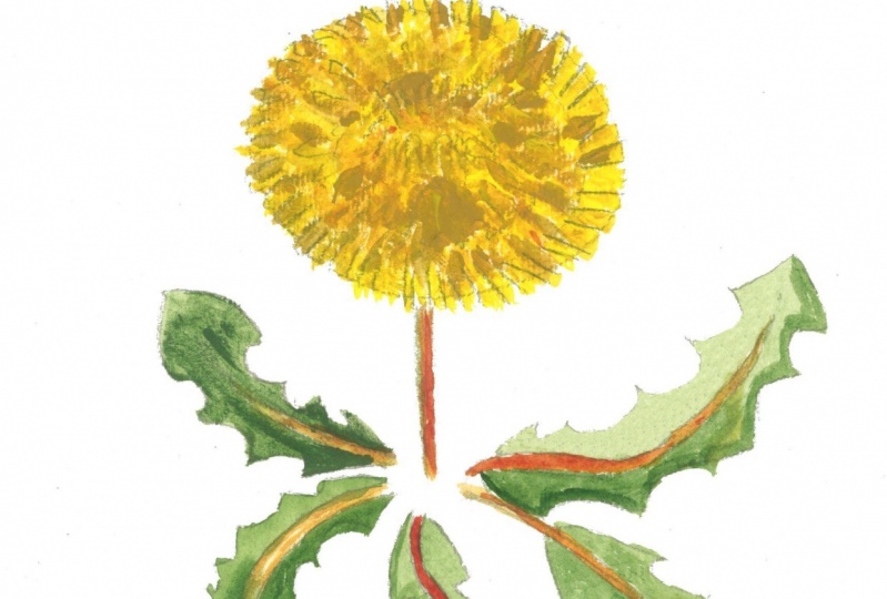 Plant drawing/painting