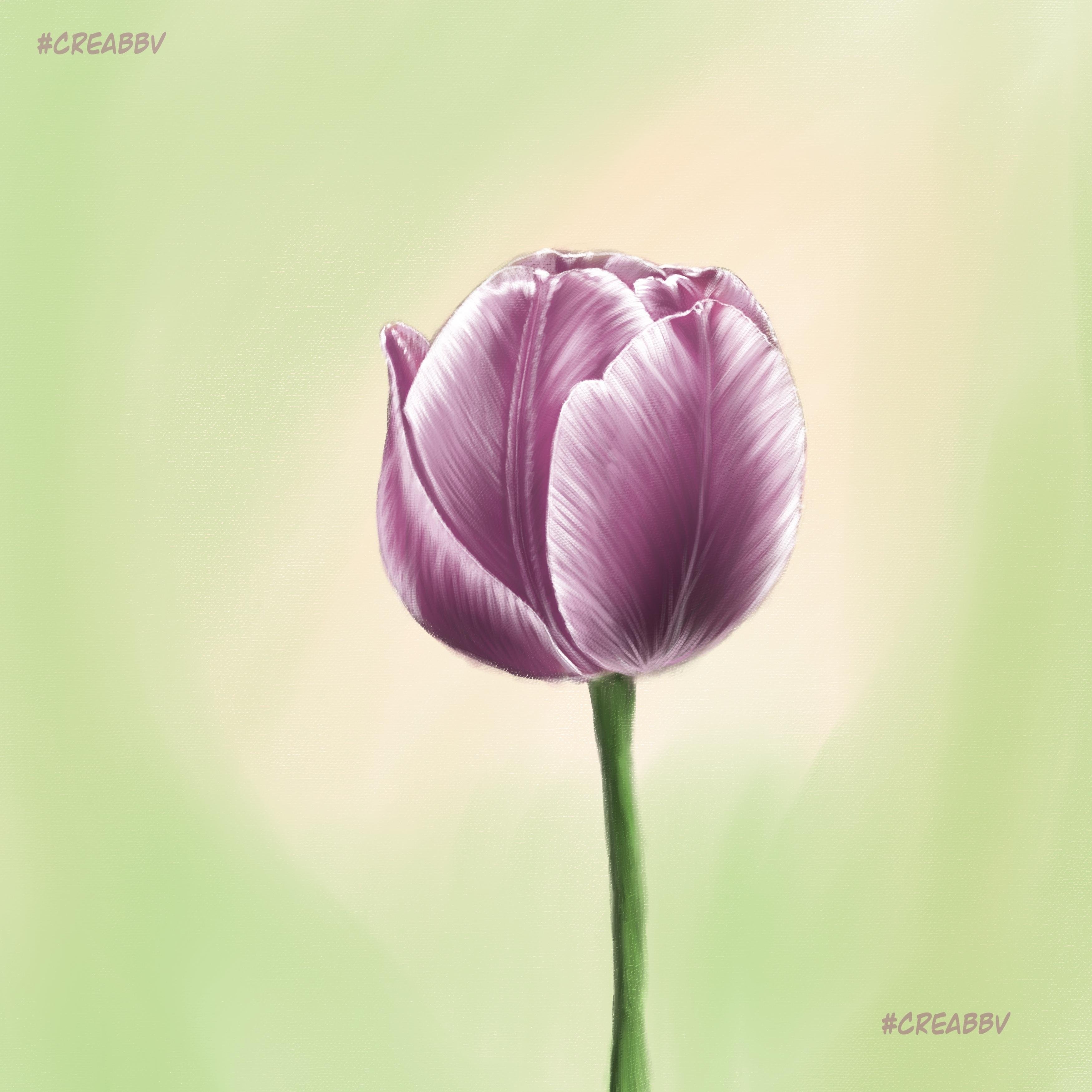Tulip - student project