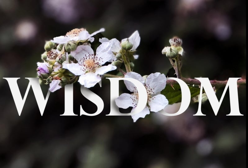 Wisdom
