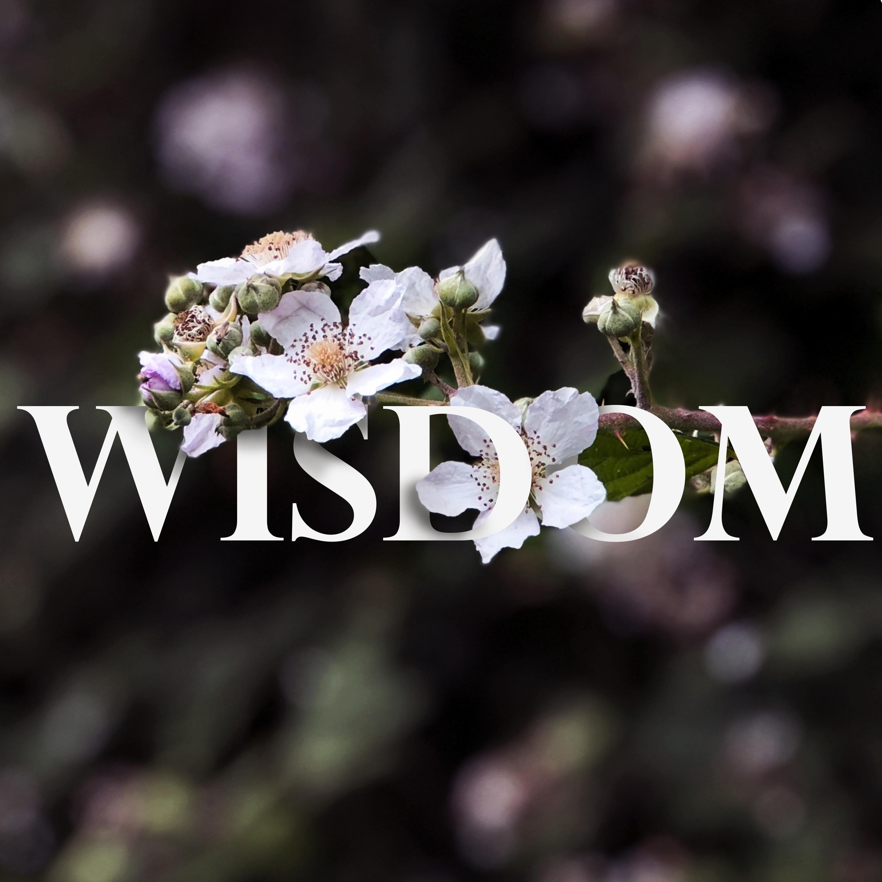 Wisdom - student project