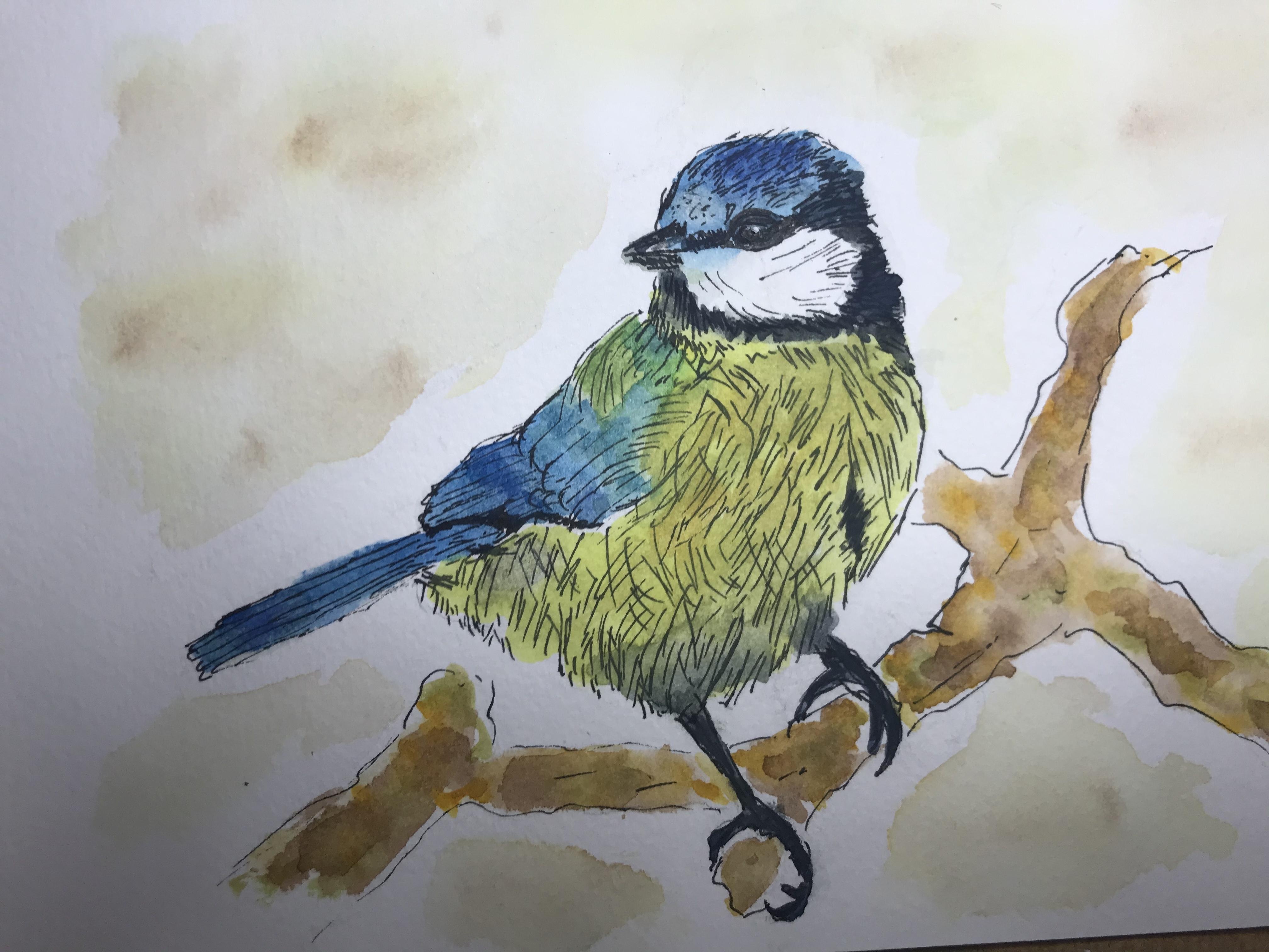 Blue Tit Line and Wash - student project