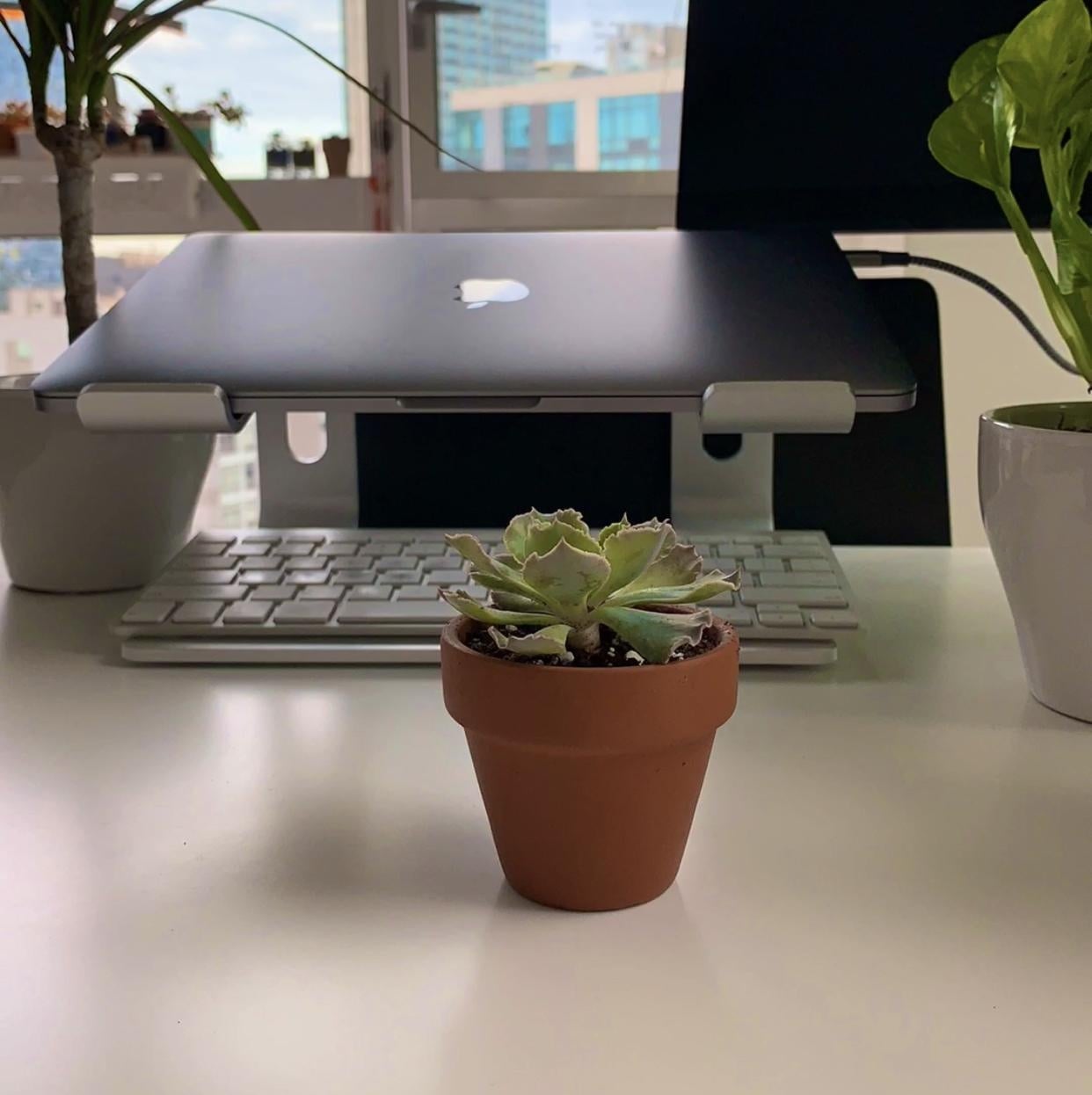 Stop-Motion - succulent - student project
