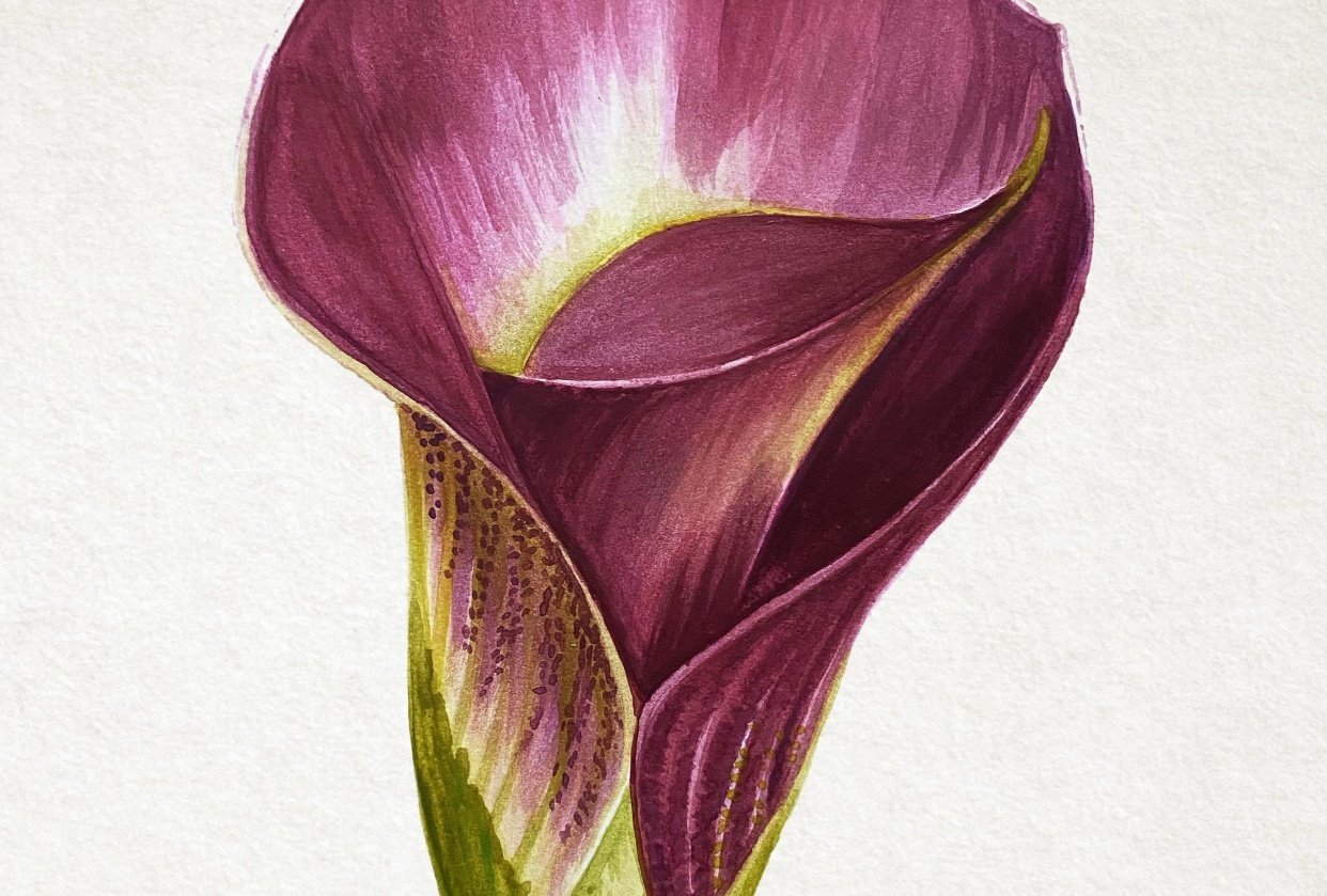 Watercolor Calla Lily - student project