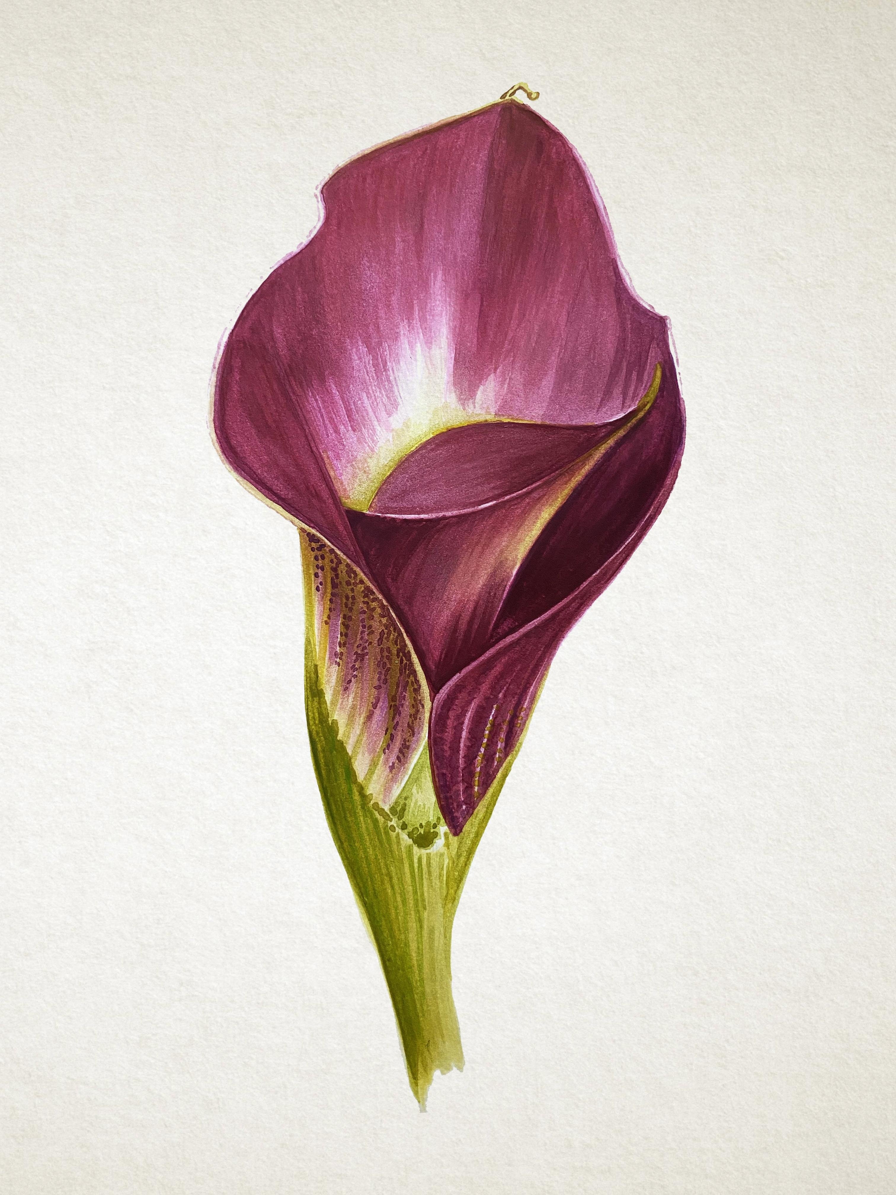 Watercolor Calla Lily