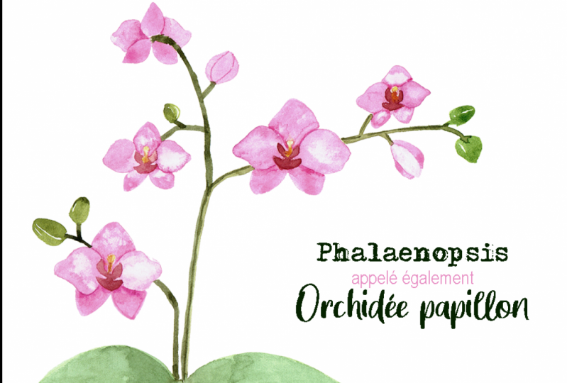 Orchidées