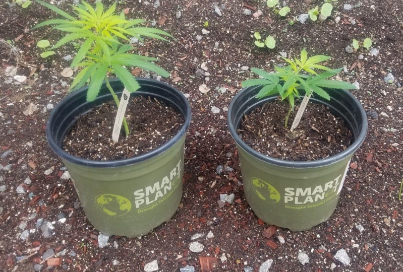 My Choice For An Indoor Plant...