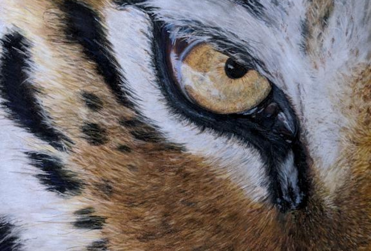 Tiger Eye - student project