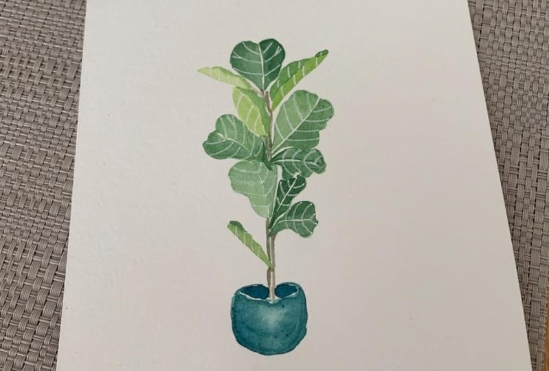 Fiddle leaf fig