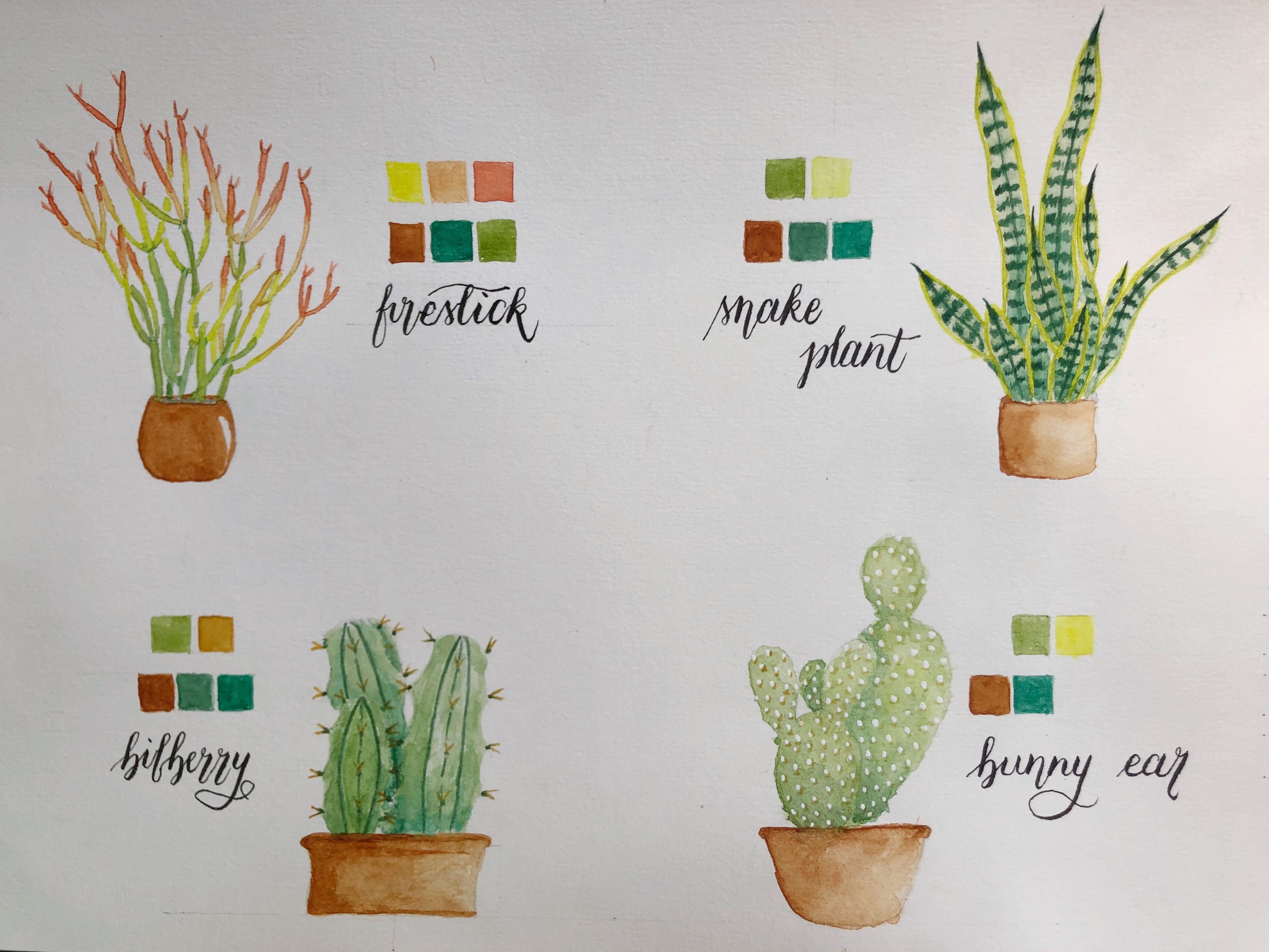 Watercolor cacti and succulents - student project