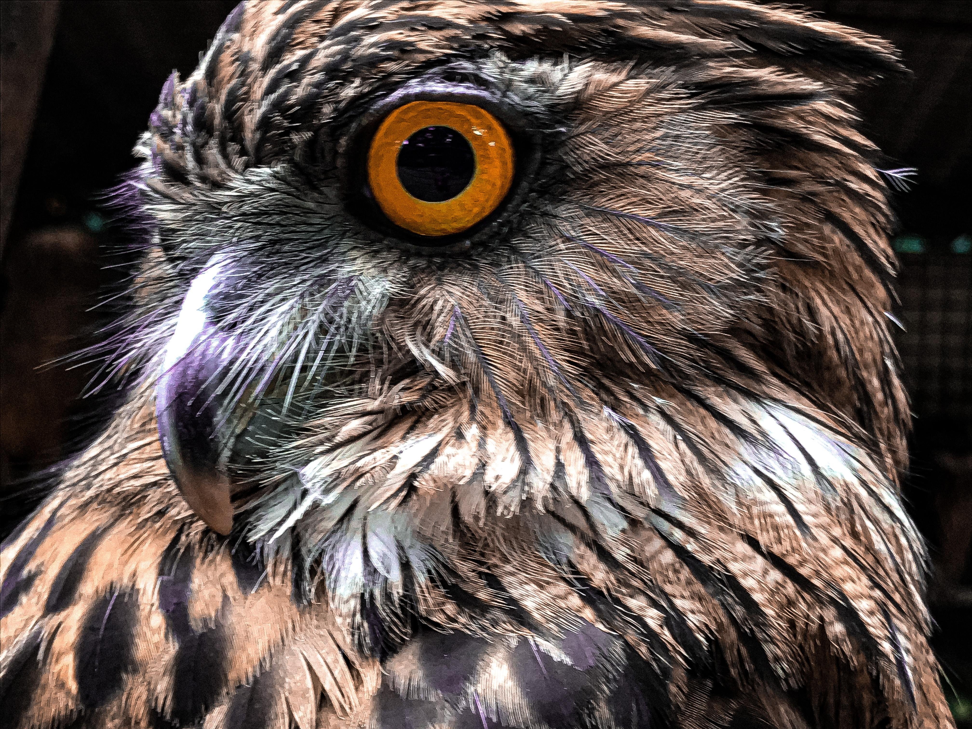 OWL - student project