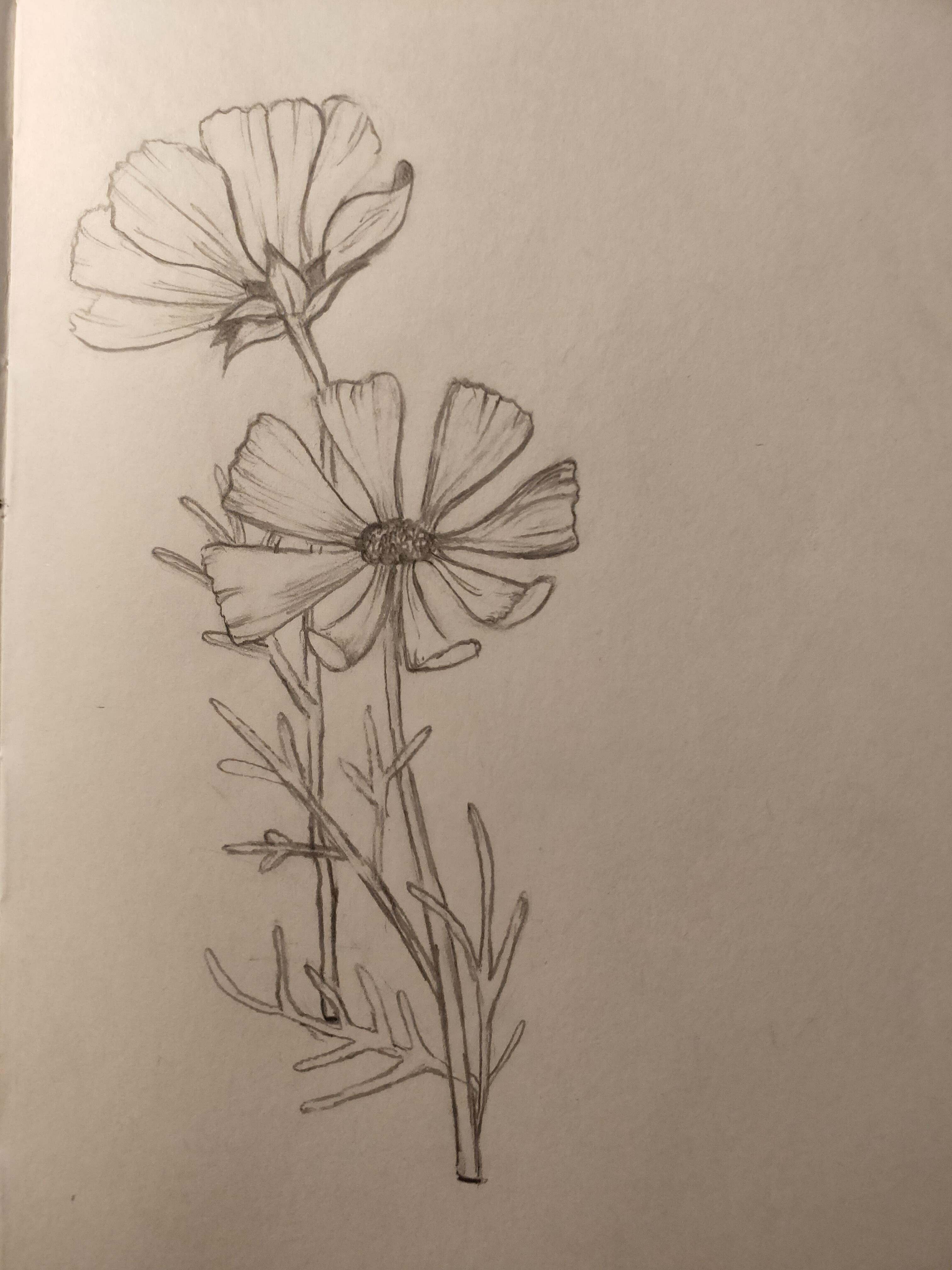 cosmos - student project