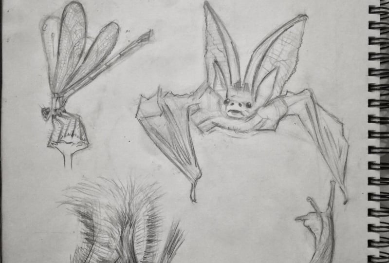Basic Drawing Skills