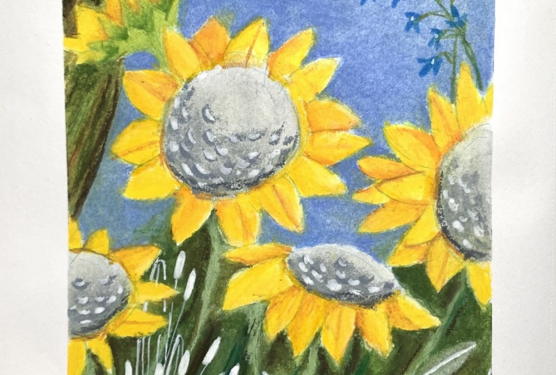 Sunflower
