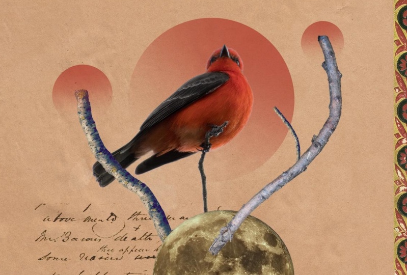 Digital Collage