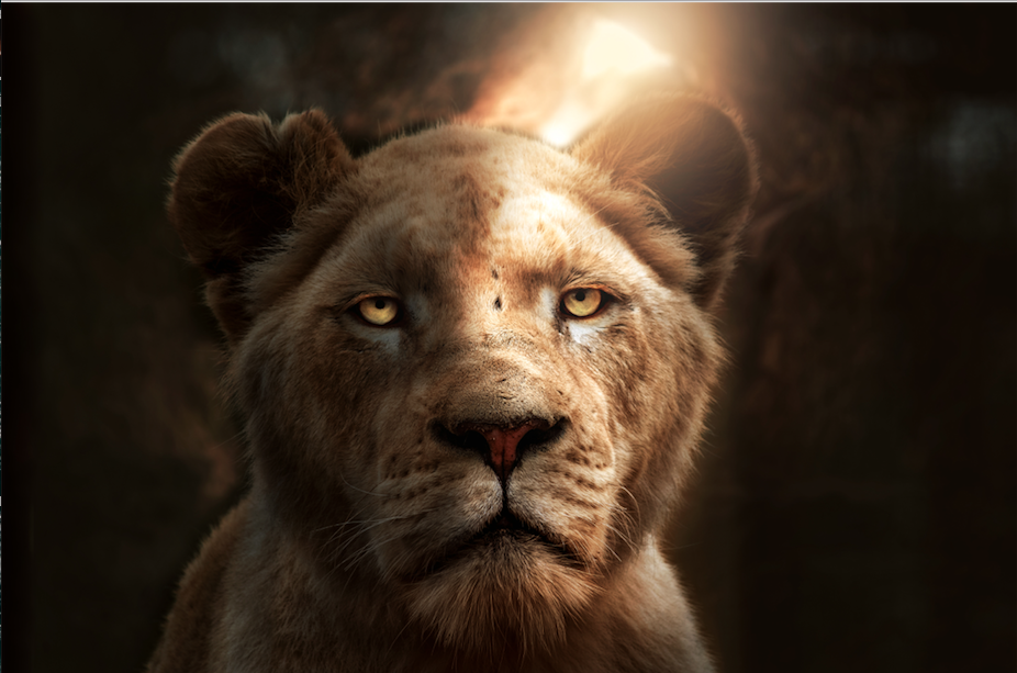 Lion - student project