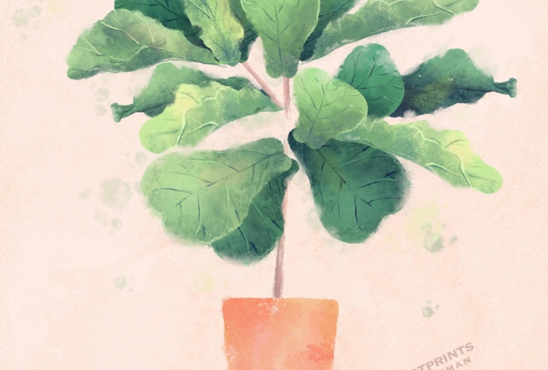 Fiddle Leaf Fig Tree