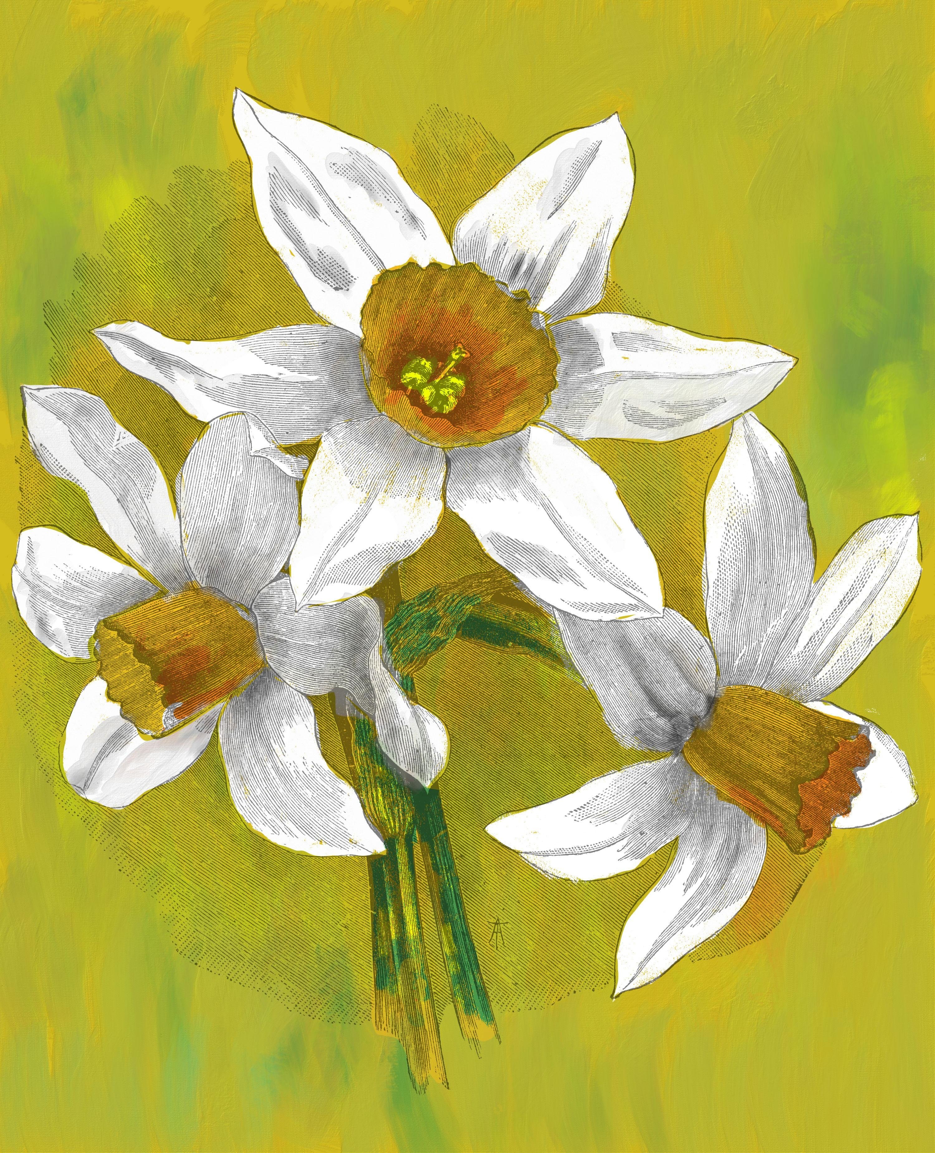 Daffodils - student project