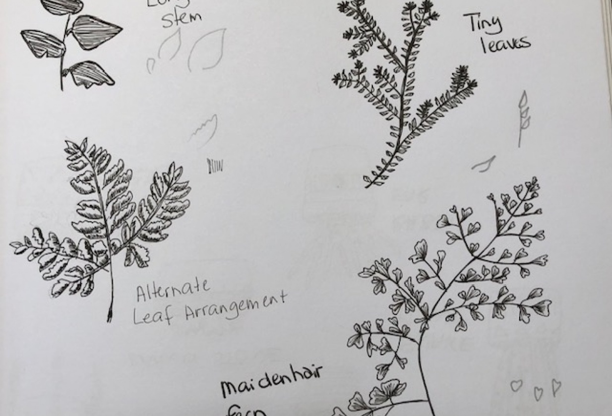 Leaves and Ferns - student project
