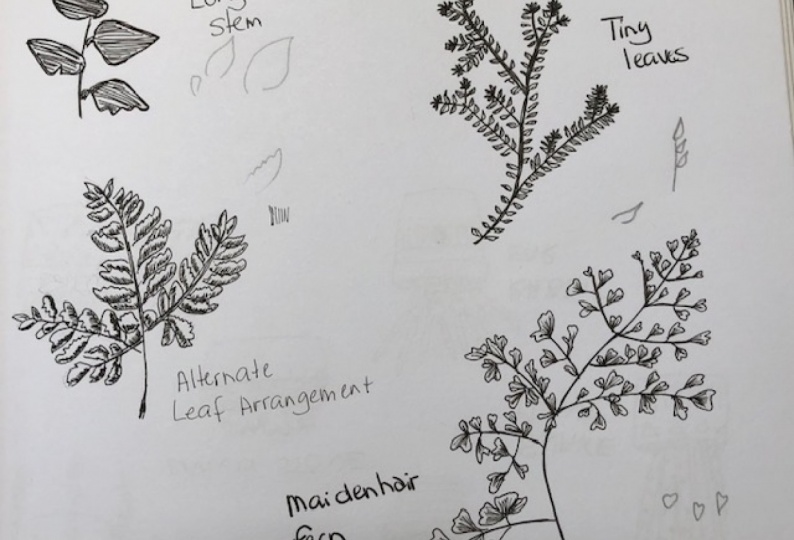Leaves and Ferns