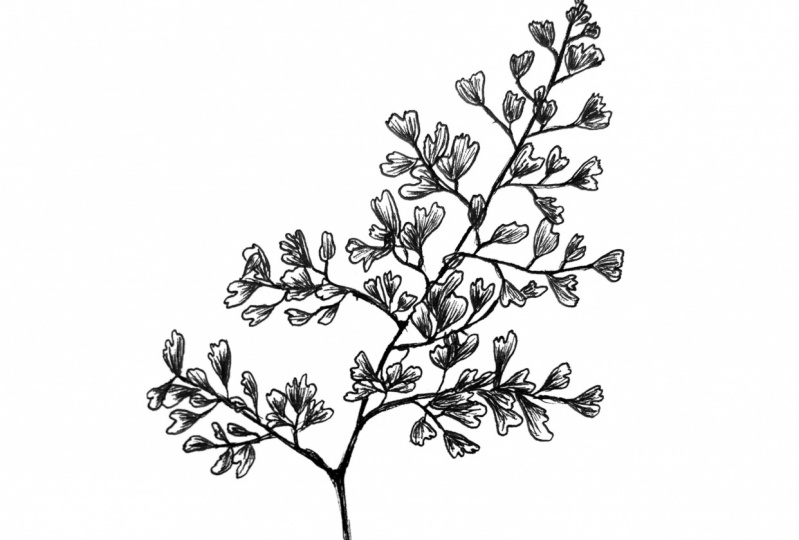 Tropical Leaves