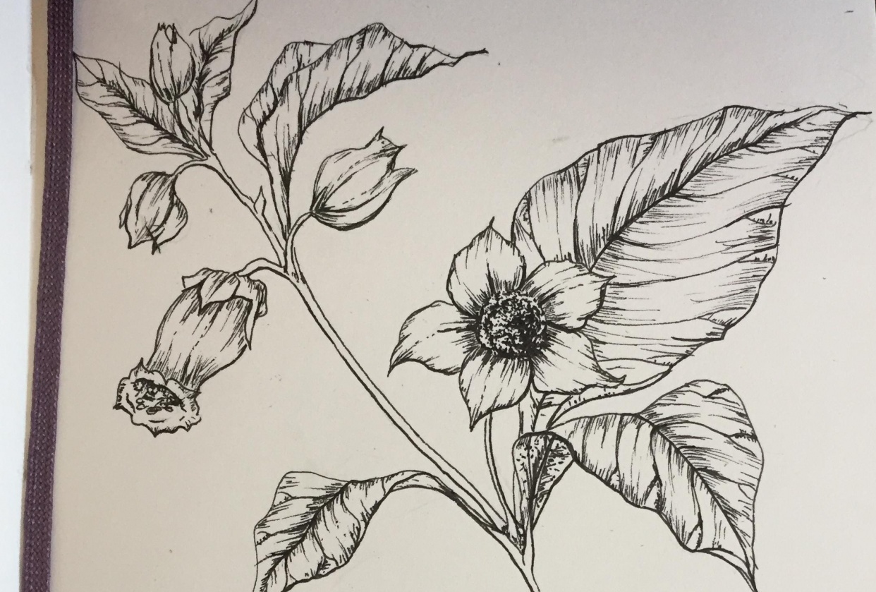 Line Drawing | The art of Botanical Illustration - student project