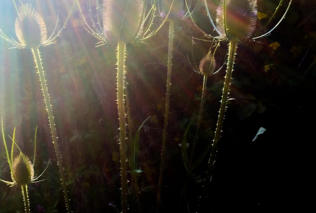 Teasel and Light - student project