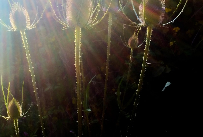 Teasel and Light