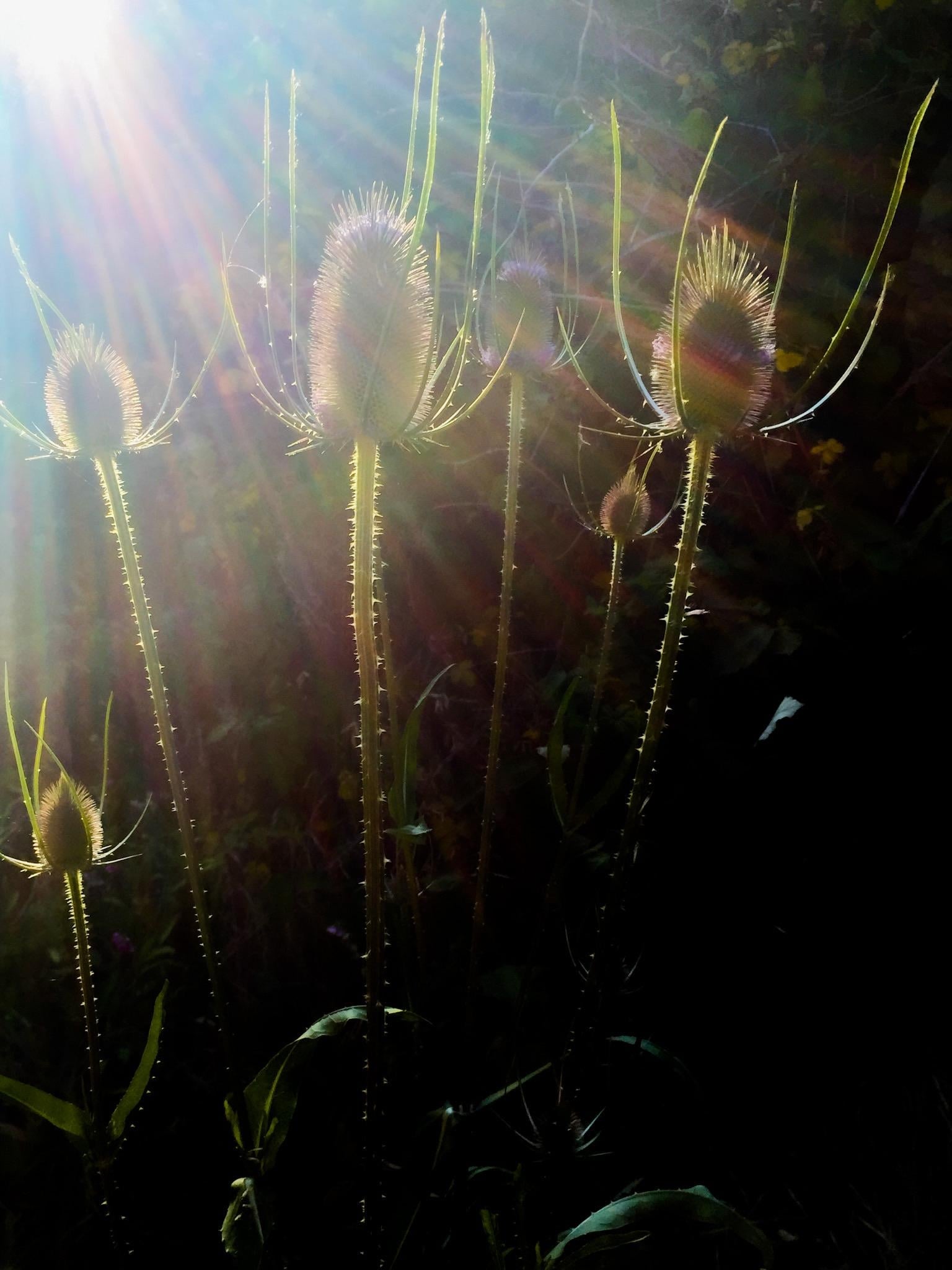 Teasel and Light - student project