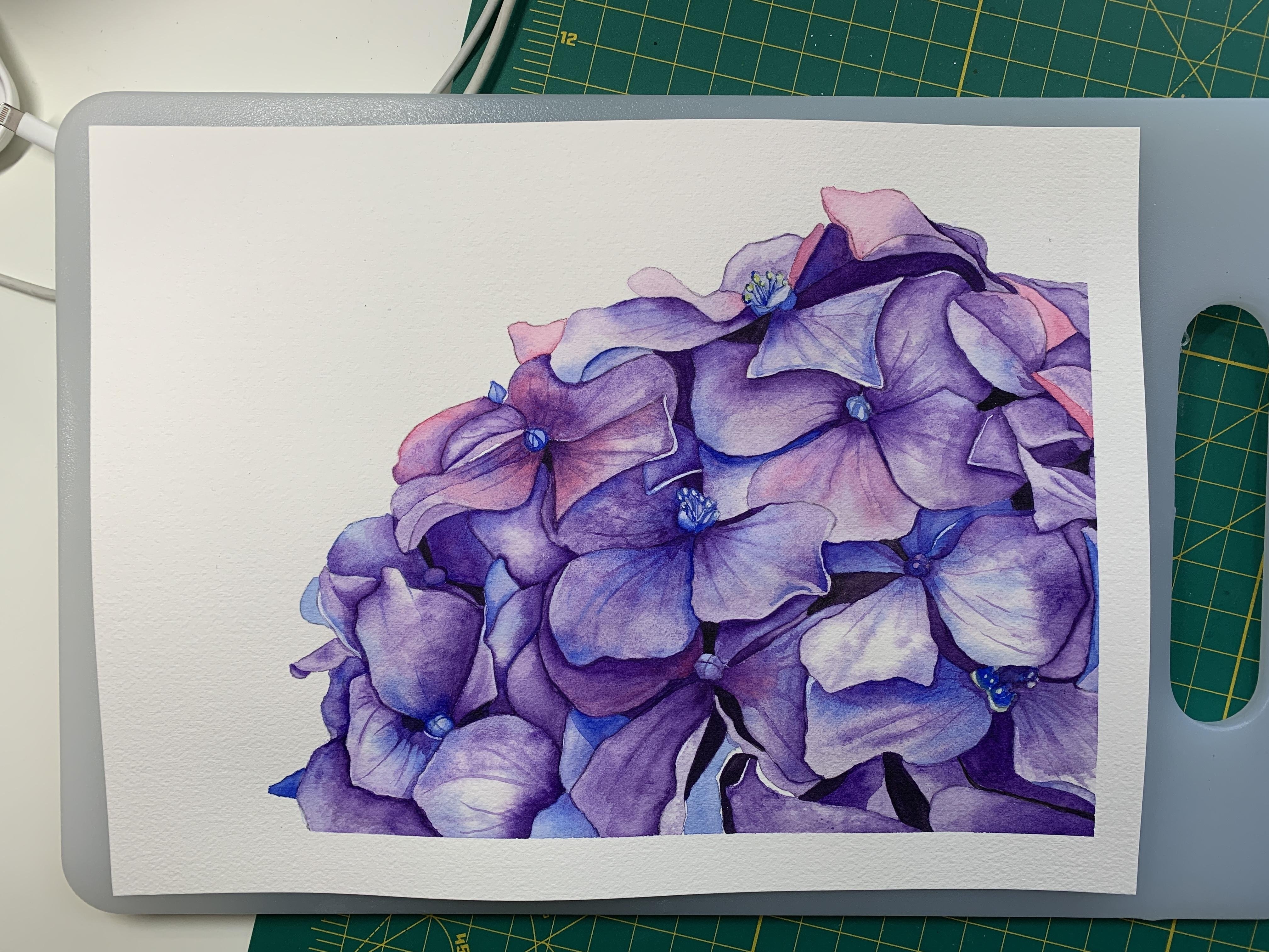 Watercolor Hydrangea - student project