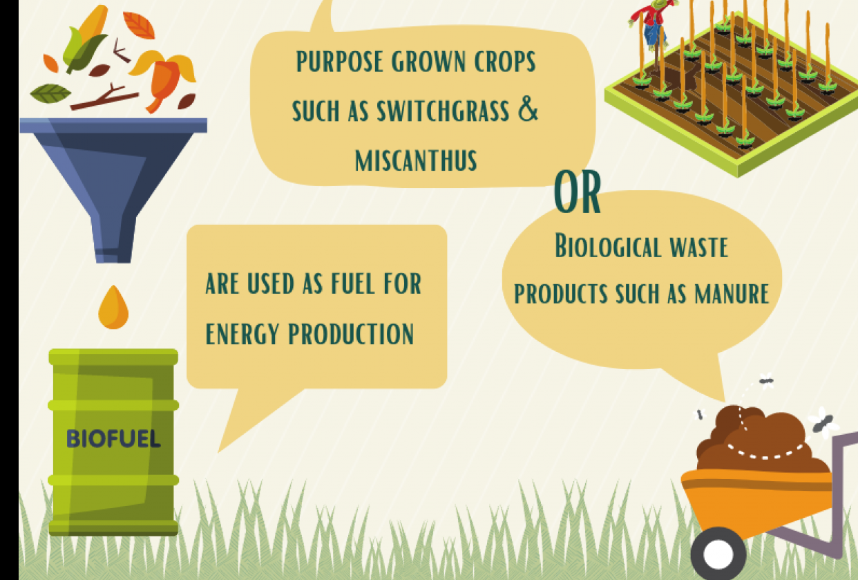 Canva Infographic - student project