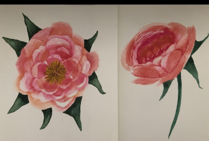 Peonies