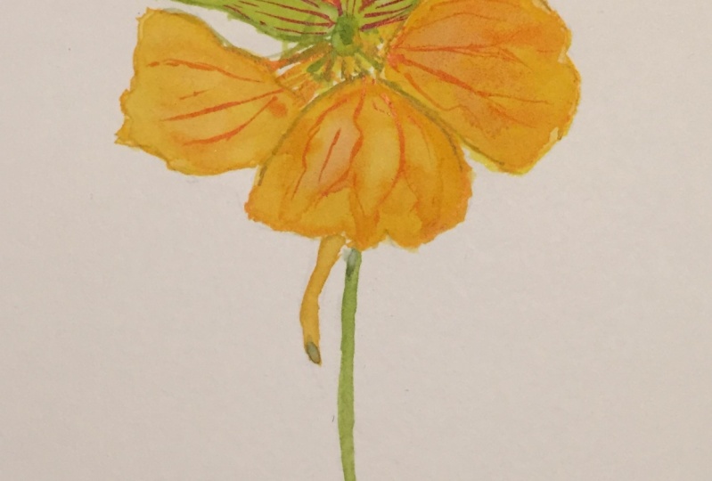 Nasturtium bloom