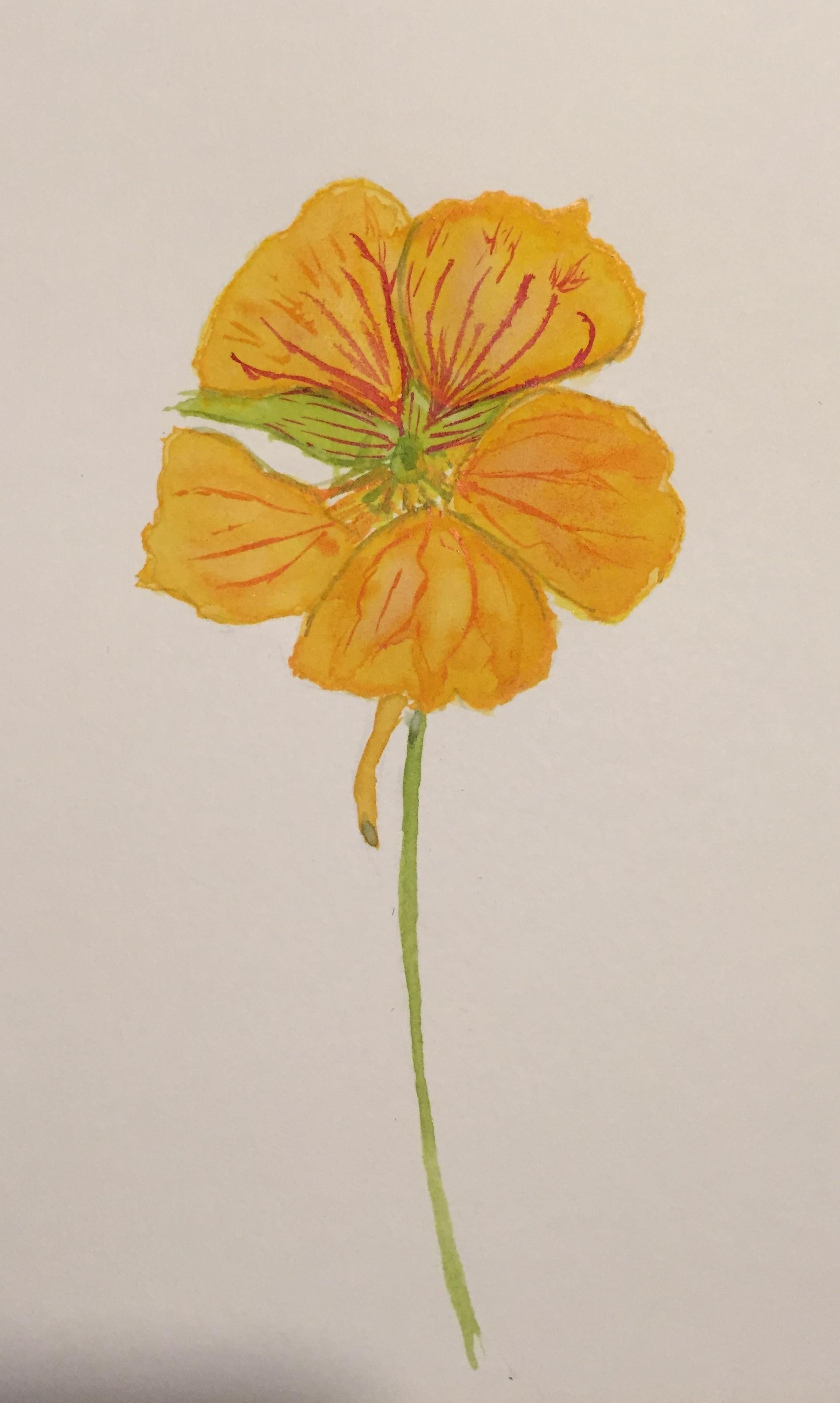 Nasturtium bloom - student project