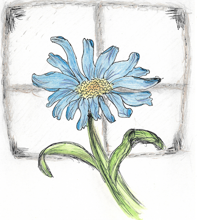 Flower in Ink & Colored Pencil - student project