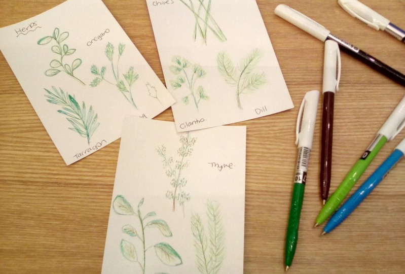 Herb Drawing Practice