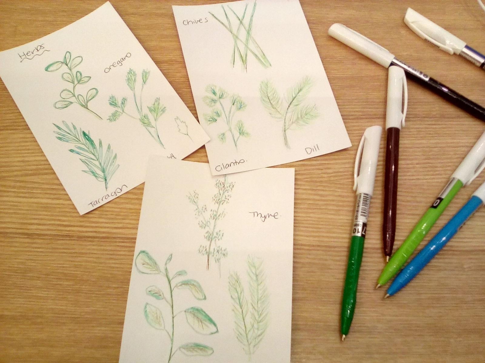 Herb Drawing Practice - student project