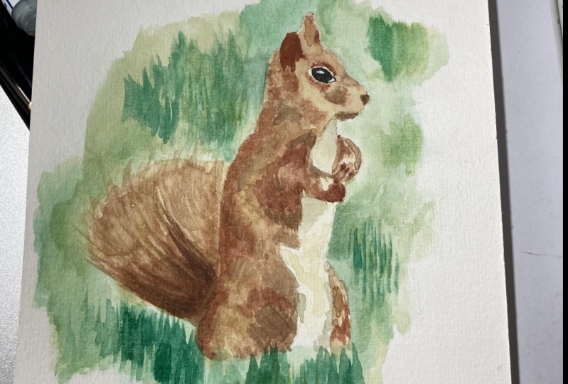 Squirrel